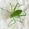SmugMug > keywords > bug > Beetles photo