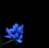SmugMug > keywords > cornflower > Cornflower