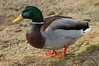 SmugMug > all-time keyword > duck > Mallard Duck beside a pond