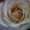 SmugMug > all-time keyword > pinkrose > Flowers photo
