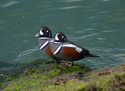 > Harlequin Duck - Chesapeake Bay Bridge-Tunnel