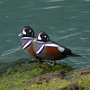 SmugMug > keywords > duck > Harlequin Duck - Chesapeake Bay Bridge-Tunnel