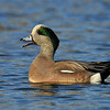 SmugMug > keywords > duck > My Favorite Photos  photo