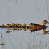 SmugMug > keywords > duck > My Favorite Photos  photo