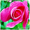 SmugMug > all-time keyword > pinkrose > Flowers photo
