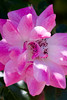 SmugMug > all-time keyword > pinkrose > Flowers photo