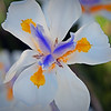 SmugMug > all-time keyword > macro > I saw this flower at a gas station on the way back from Yosemite.